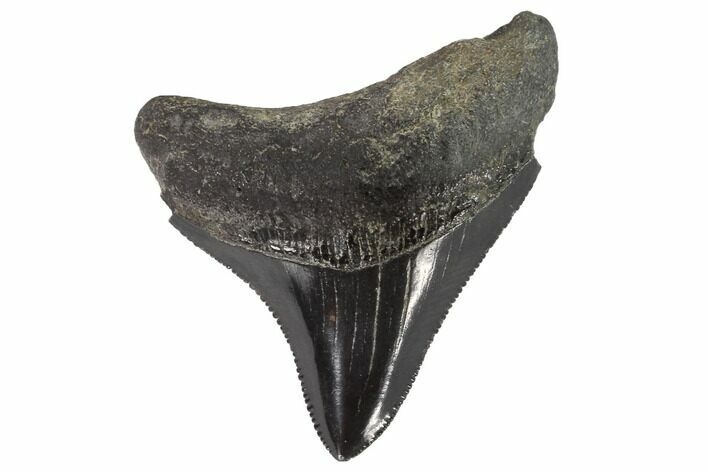 Serrated, Juvenile Megalodon Tooth - Georgia #90814